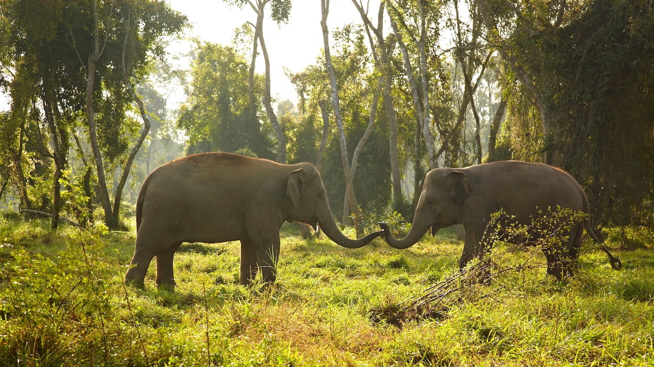 The Ultimate Guide to Exploring Chiang Mai - The Chic Icon